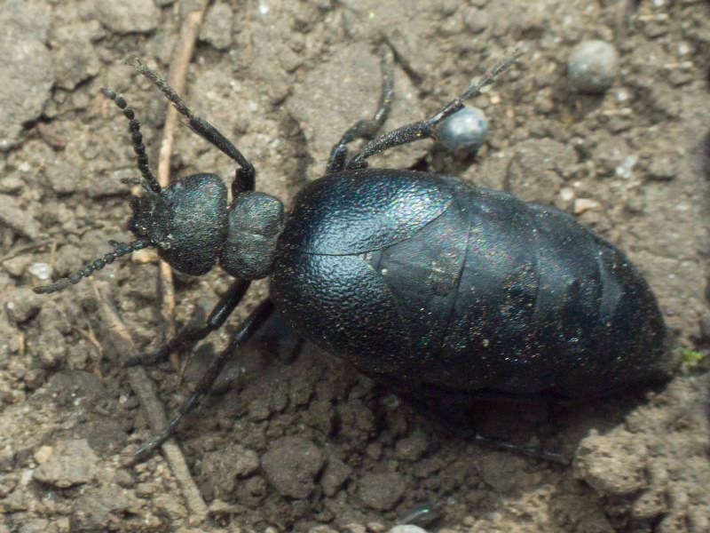 Coleoptera Linnaeus, 1758